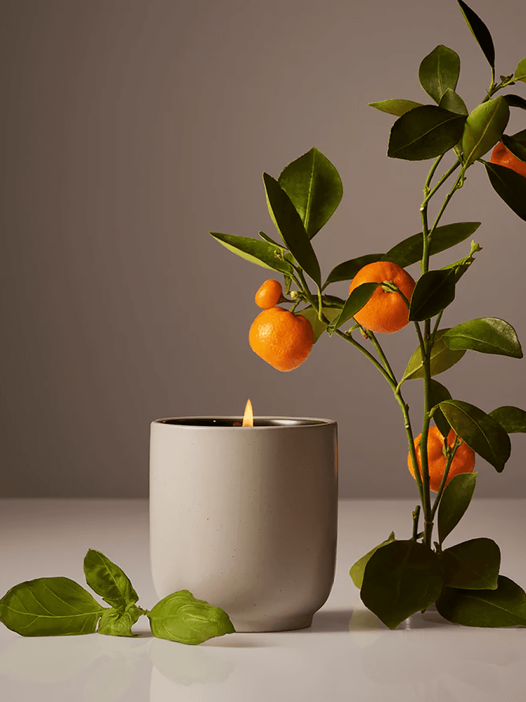 Candle in Mandarin Basil in gray jar next to mandarin plant on gray background